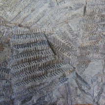 Fossilized leafs
